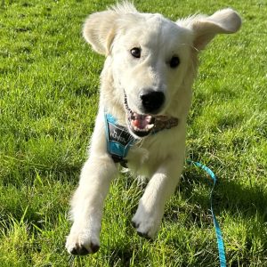 BARF-Futterplan START