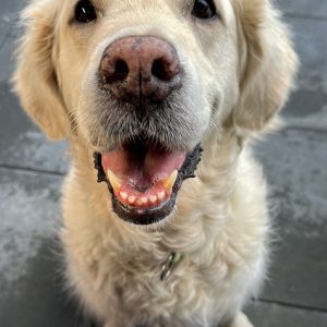 BARF-Futterplan SENIOR