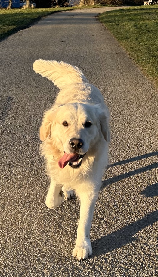 Uuno-Talvi of golden hearts