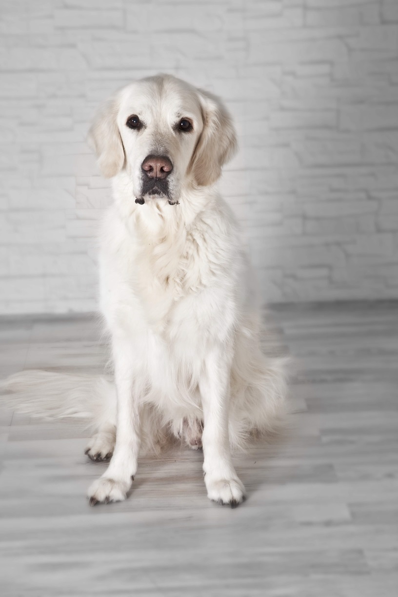 Bailey-Blue of golden hearts