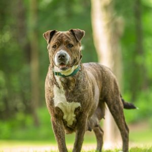 BARF-Futterplan BREED