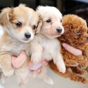 BARF-Futterplan INITIO