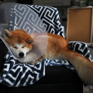 BARF-Futterplan CARE