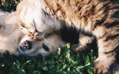 Verbesserte Gesundheit – Die positiven Effekte von BARF