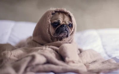 Individuelle Anpassung – Futterpläne, die wirklich passen