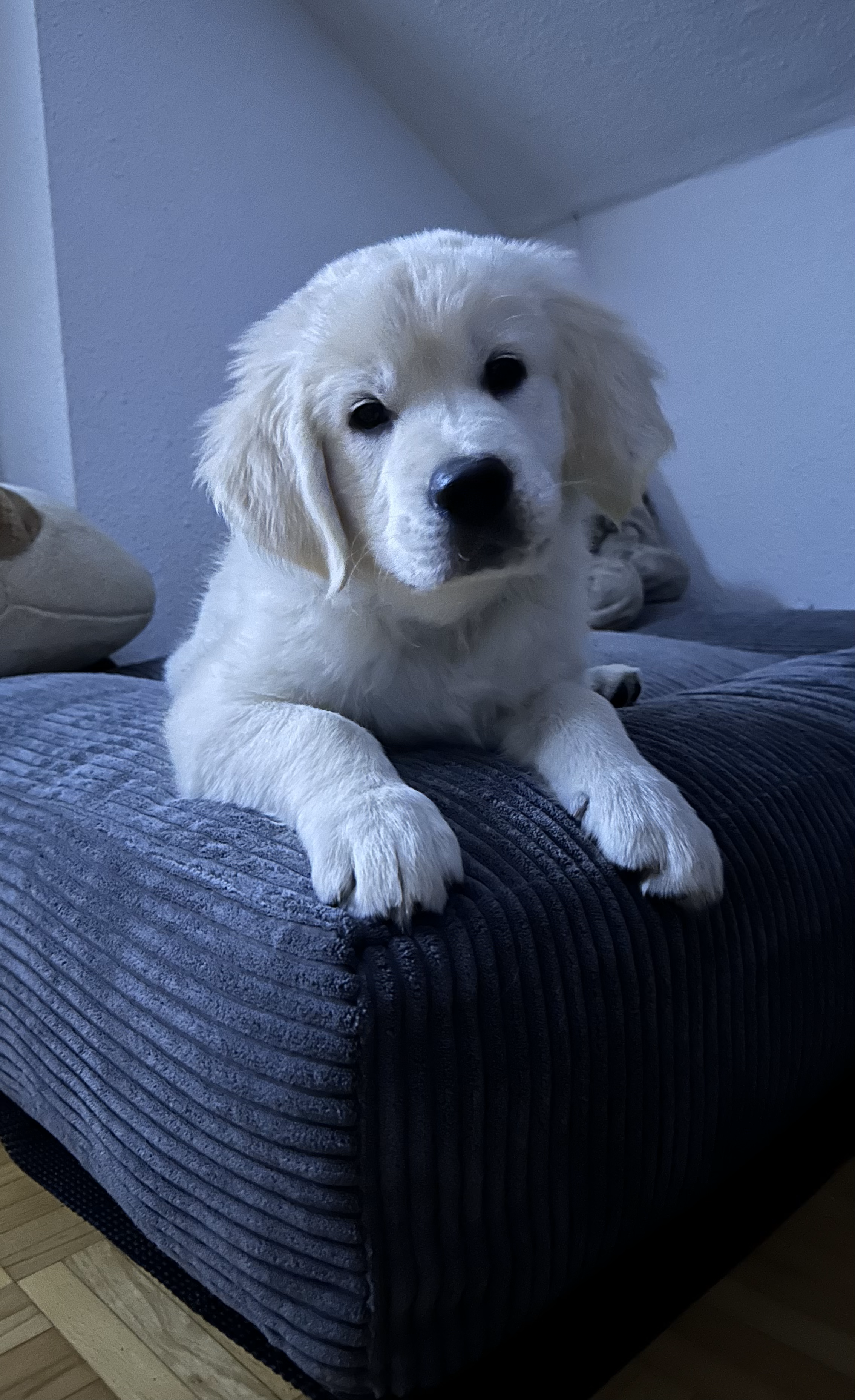 Whispering Light Valo of golden hearts